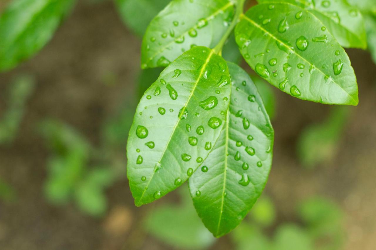 Posada La Huerta มาซุนเต ภายนอก รูปภาพ